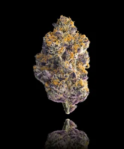 Maven Genetics Blue Agapē