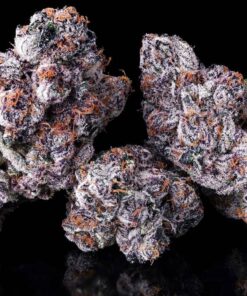 Maven Genetics Chrome Dome