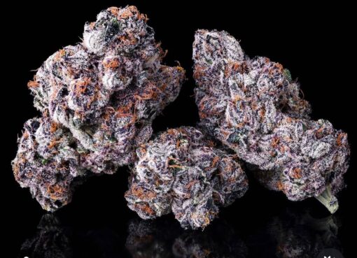 Maven Genetics Chrome Dome