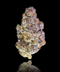 maven genetics Key Lime Gold Blend