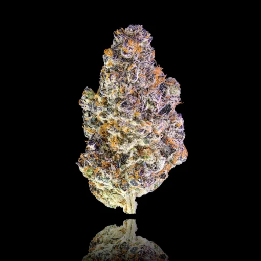 maven genetics Key Lime Gold Blend