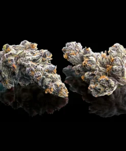 Maven Genetics French Lotus
