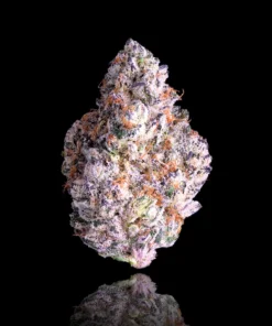 Maven Genetics Shangri-La