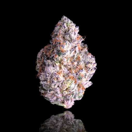 Maven Genetics Shangri-La