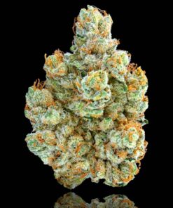 Maven Genetics SFV OG