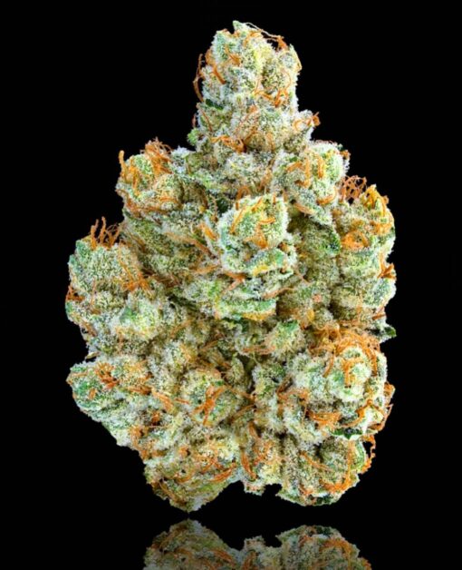 Maven Genetics SFV OG