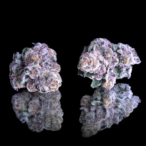 Maven Genetics 98 Reserve Pre-Roll