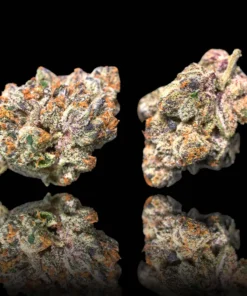 Maven Genetics Blue Lotus