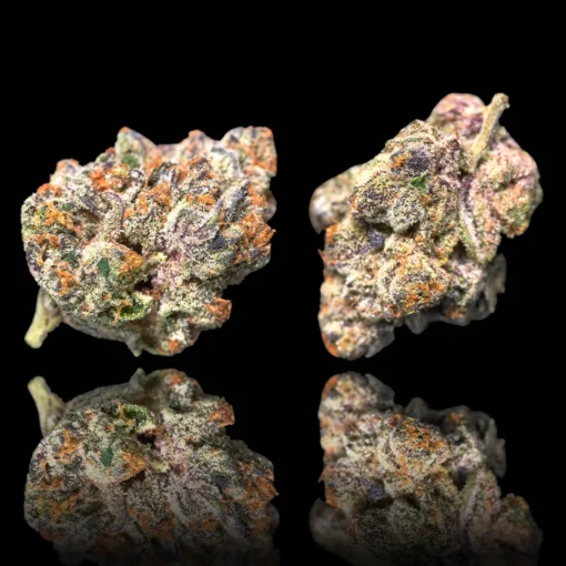 Maven Genetics Blue Lotus