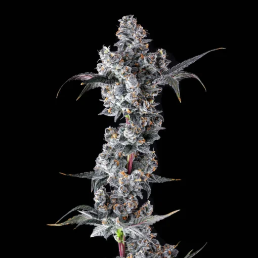 Maven Genetics French Lotus