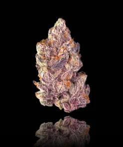 Maven Genetics Opal