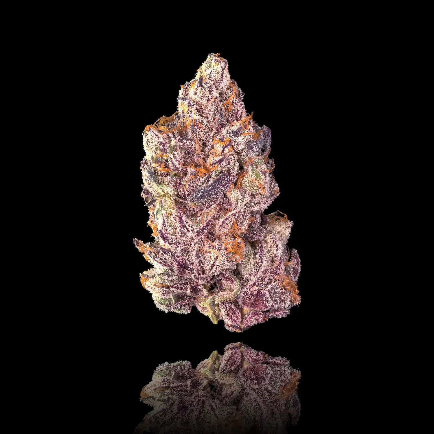 Maven Genetics Opal Maven Genetics Opal