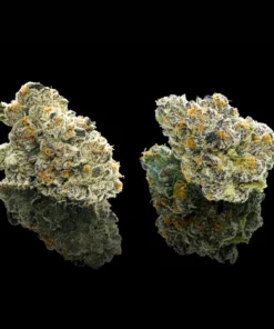Maven Genetics Ube Creme