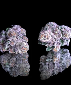Maven Genetics 98 Reserve