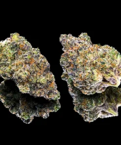 Maven Genetics Key Lime Jack