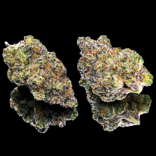 Maven Genetics Key Lime Jack