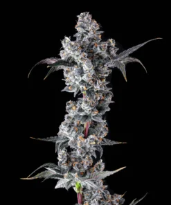 French Lotus Gold Blend