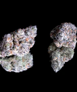 Maven Genetics Shangri-La