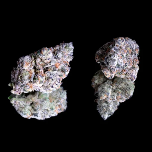 Maven Genetics Shangri-La