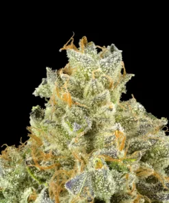 Blueberry ZKZ All-In-One Gold Blend