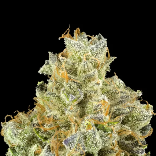 Blueberry ZKZ All-In-One Gold Blend
