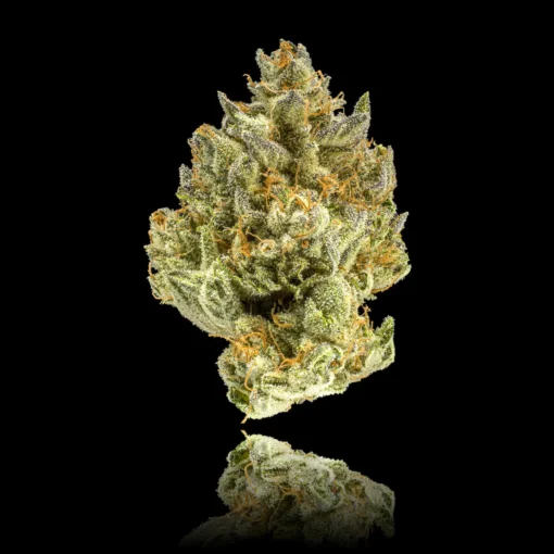 Maven Genetics Blueberry ZKZ Pre-Roll
