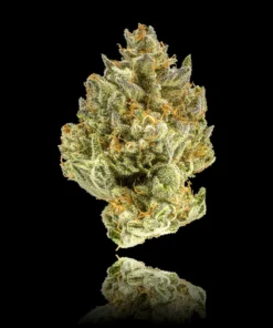 Blueberry ZKZ Gold Blend